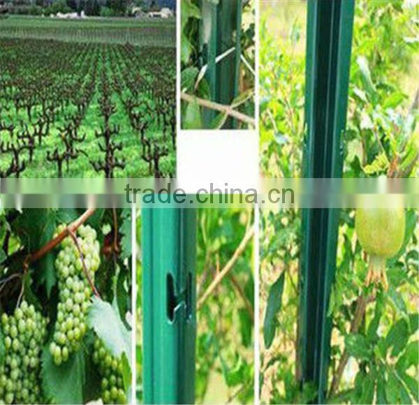 Studdened T-post and Y-post painted 5 feet 1.25lbs on sale china supplier