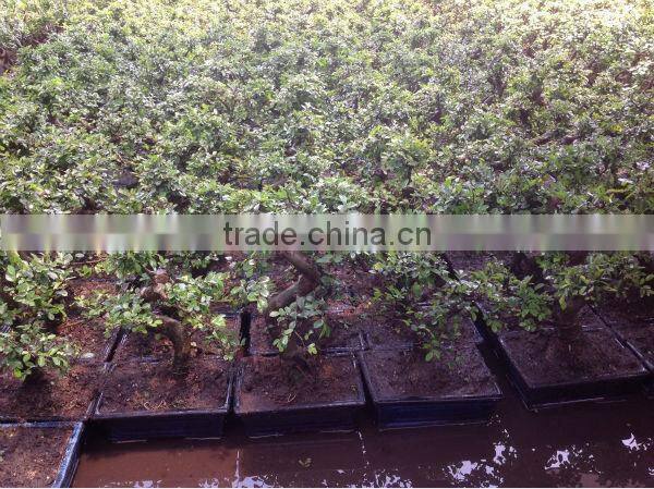 Ulmus ( Chinese Elm)