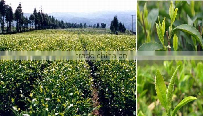 China Famouse white tea Fuding white tea, bai hao yin zhen, Fujian white silver needle