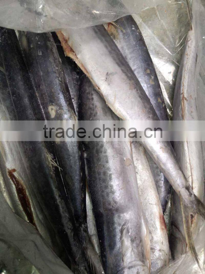 2015 hung frozen spanish mackerel whole gutted