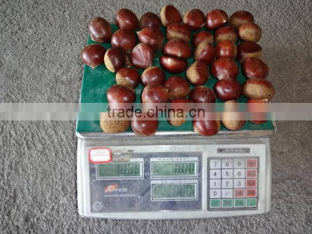 2015 crop Chinese origin chestnut best quality for export