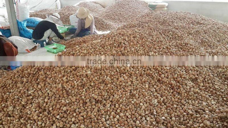Dried Betel Nut High Quality Big size
