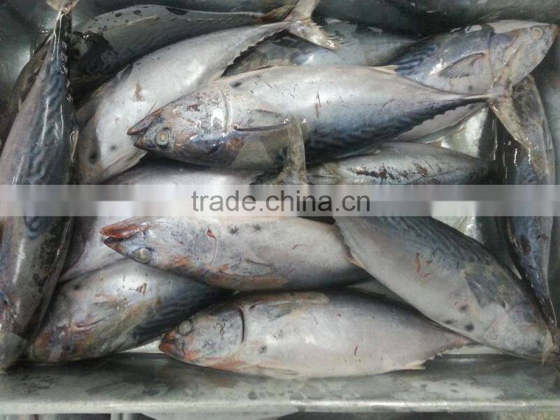 IQF fresh frozen fish bonito tuna whole round