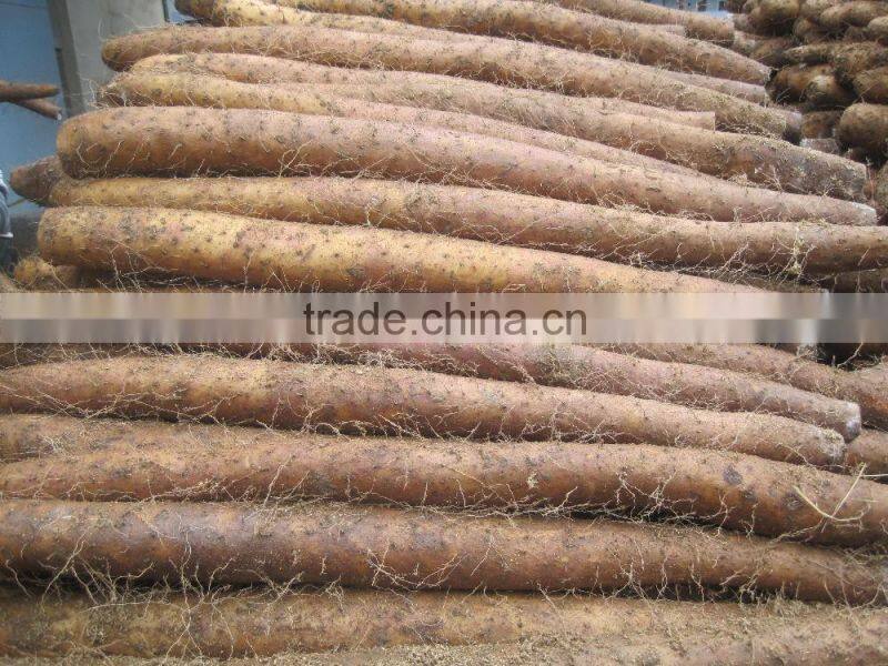 High quality organic Wild Yam with Diosgenin