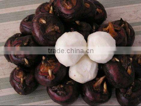 Canned Vegetable Canned Water Chestnut 567g