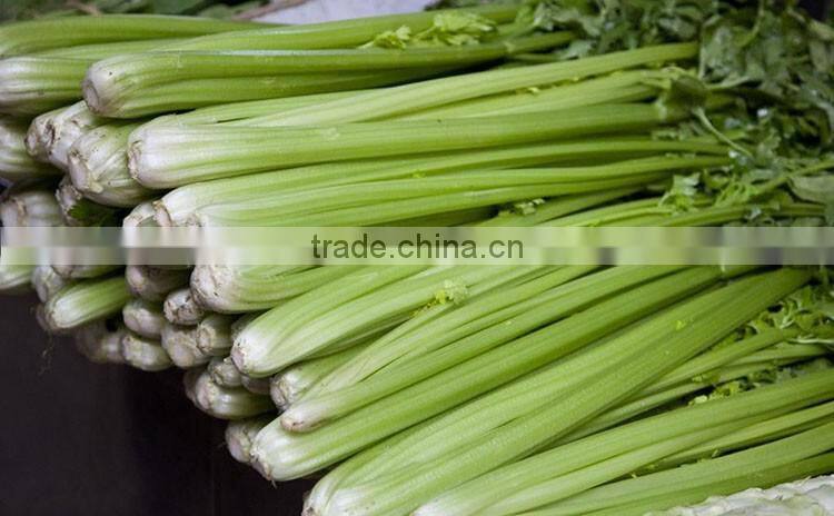 Chinese fresh celery