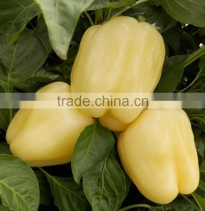 FRESH SWEET PEPPER / BELL PEPPER +84963818434 whatsapp