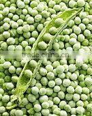 IQF Peeled broad beans