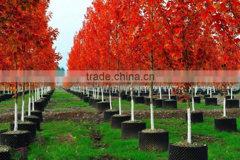 Acer rubrum /Acerpalmatum/Japanese Maple tree seeds for planting