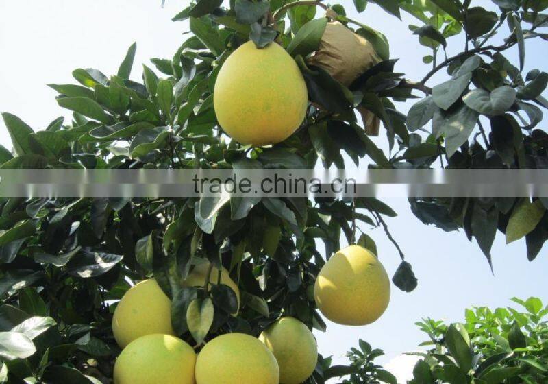 Delicious fruit pomelo