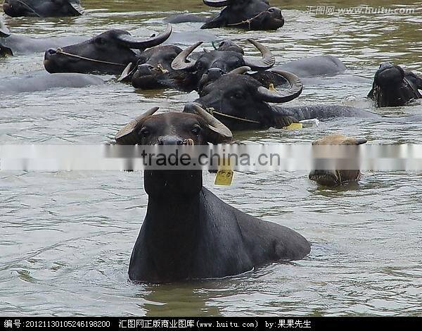 ear tag for cattle ISO certificate 78*56 mm