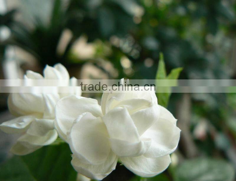 50L Stainless steel essential oil steam distillation hot sale