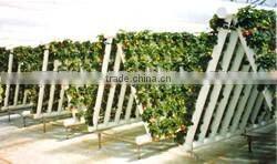 Commercial Polycarbonate Greenhouses Structure with Hydroponic System