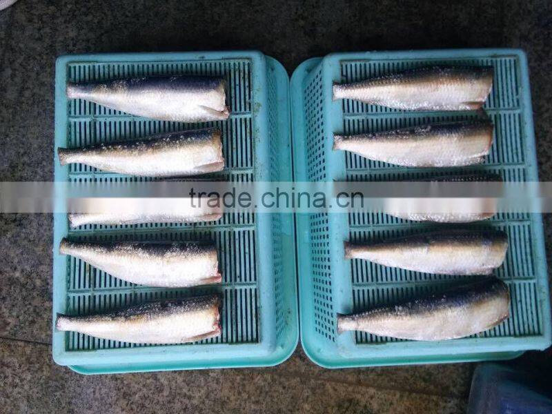 frozen Sardine HGT with competitive price China origin