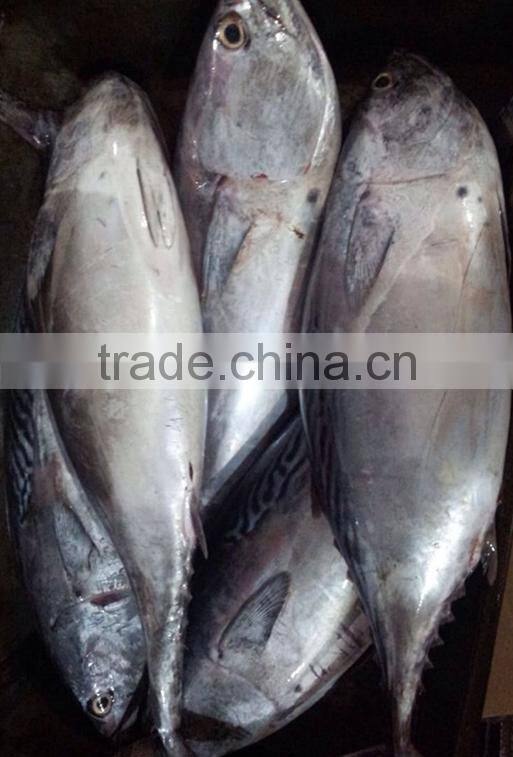 Frozen Bonito Tuna Grade A Quality good