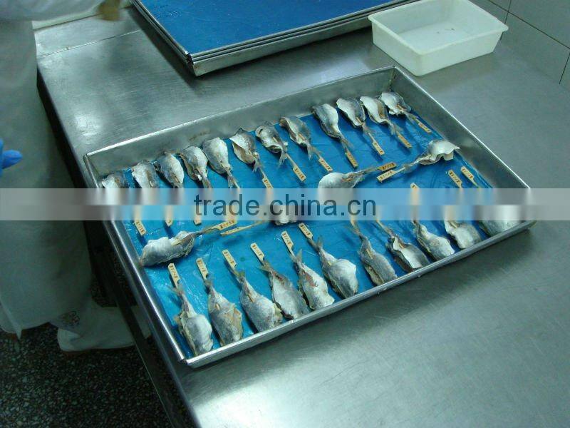 high quality cooking horse mackerel whole round
