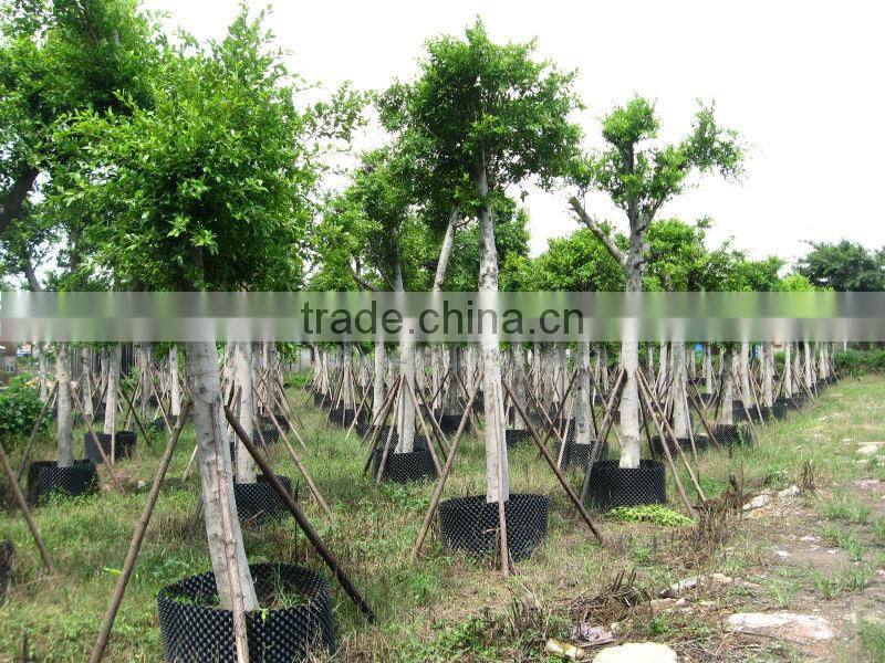 Ficus Nitida landscaping trees for outdoor
