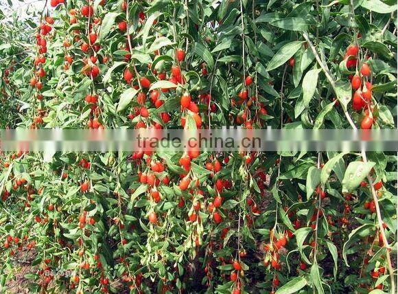 2016 new natural Goji berry/ wolf berry/gouqi