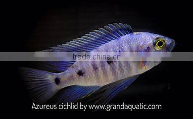 Malawi cichlid fish farm and exporter