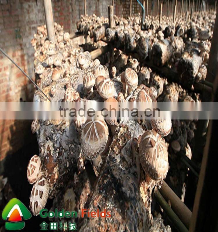 anti-cancer organic wholesale competitive shiitake mushroom export price