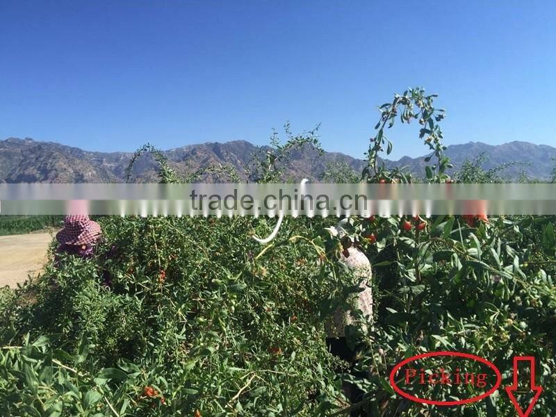 Dried Goji Berry Organic Goji Berries