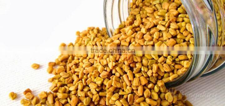 fenugreek