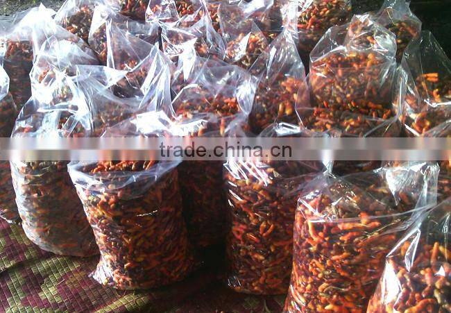Dried Thai herbal medicine Plai herbal product (Essential oil)