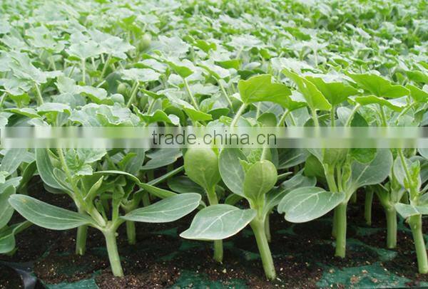 Hybrid F1 Roots Stock Seeds for grafting