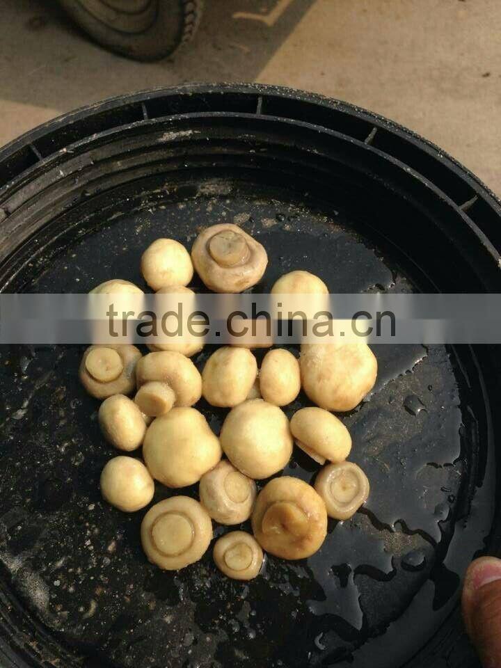 brine meter light yellow mushroom slices brine champignon mushroom high quality champignon mushrooms brine salted boiled in bag