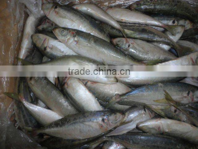 frozen good horse mackerel round scad