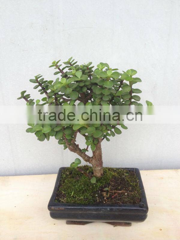 Bonsai tree Jade plant Portulacaria afra