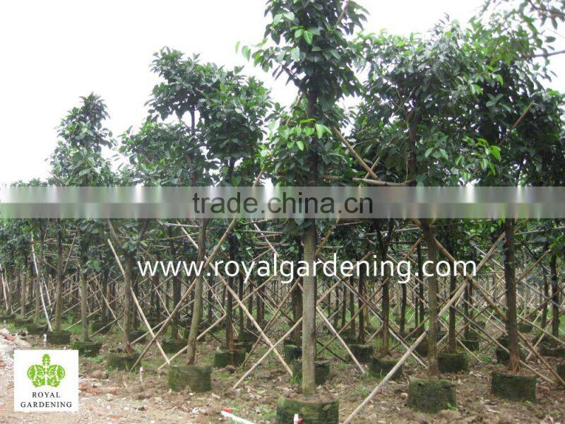 Ficus Altissima Tropical trees plants