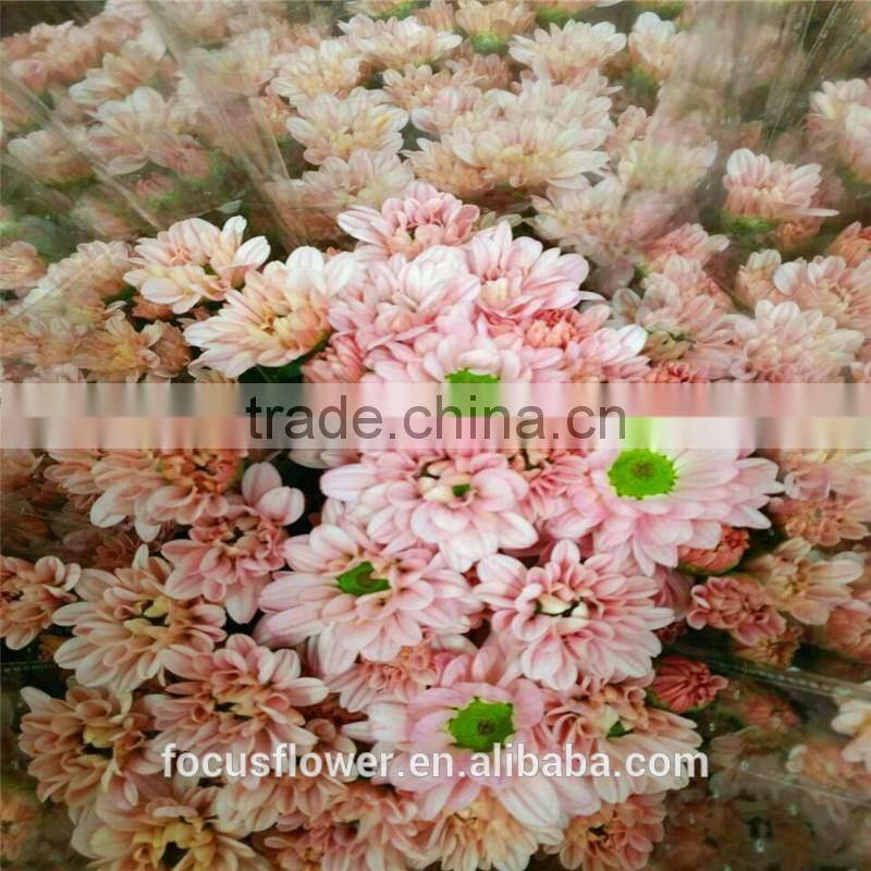 A Grade Different Varieties Of Small Sprayed Chrysanthemum For Sale
