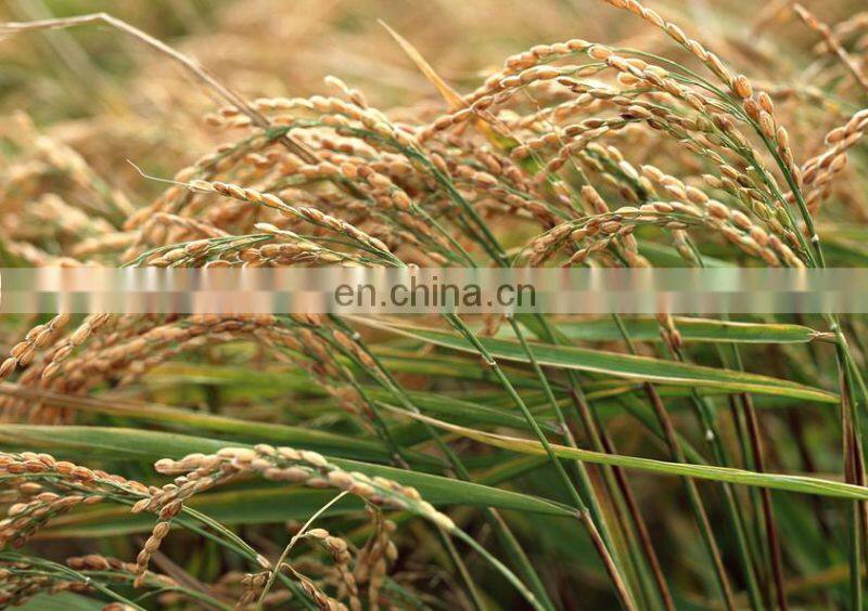 Best price of rice mill machine with multifunctional disintegrator/rice separator machine