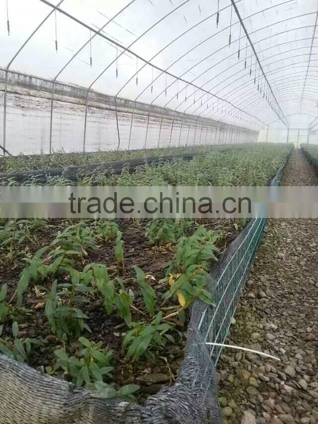 agricultural tunnel greenhouse