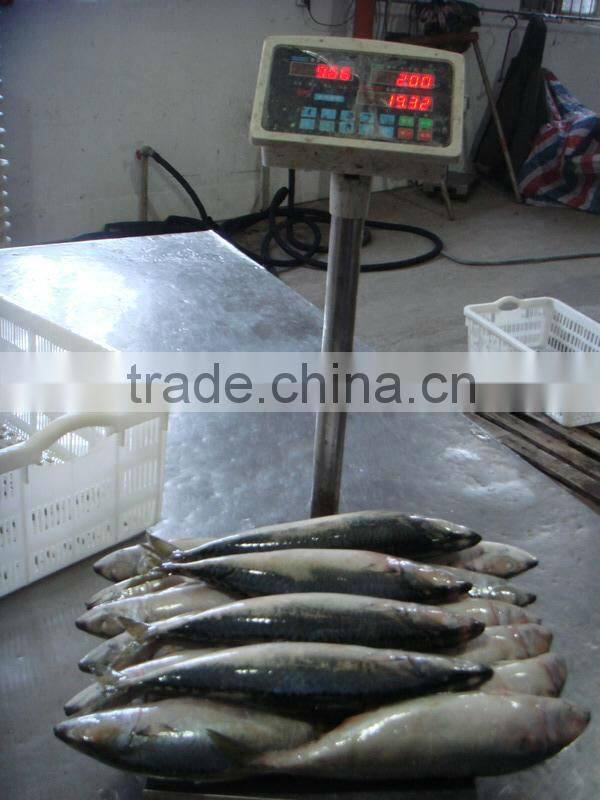 scomber japonicus / scomber australasicus