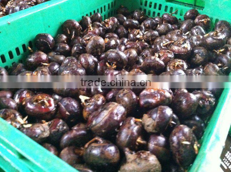 Chinese Water Chestnuts