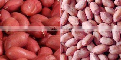 Advanced Peanut Blancher, Hazelnut Blancher, Roasted Whole Peanut Blancher, Continuous Blancher, Food Processing Equipment 1TPH