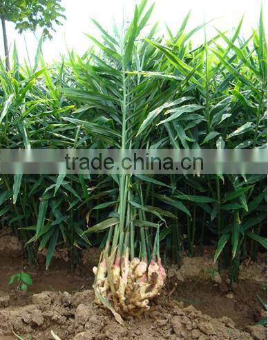 Market price for big ginger