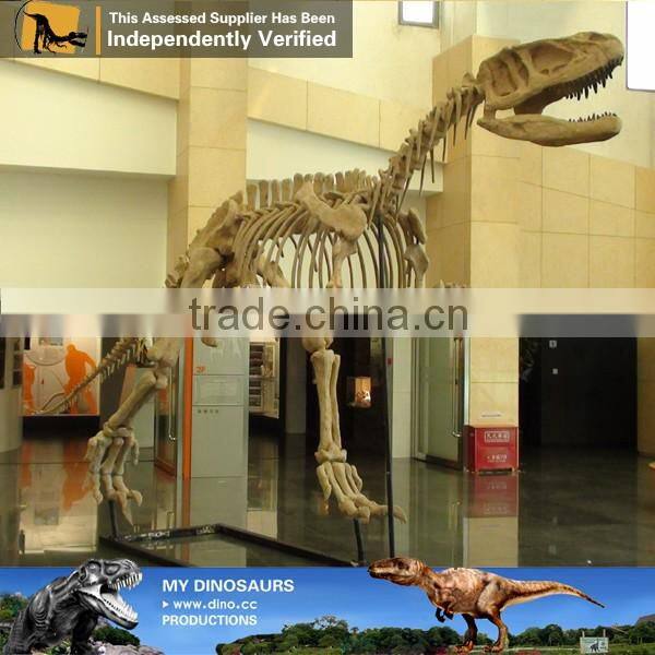 MY Dino-C030 Life size dinosaur skeleton model for sale