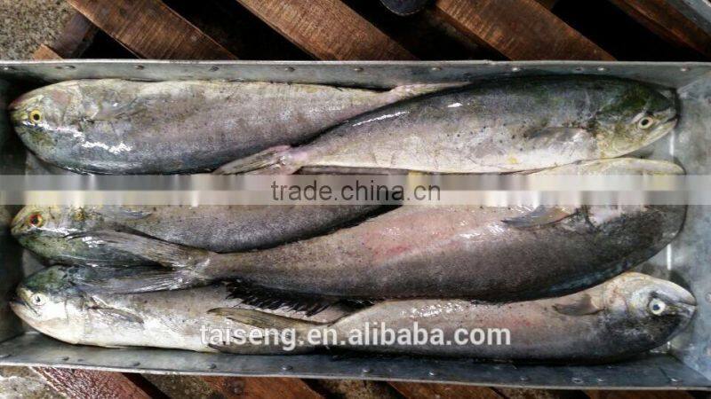 Sea Frozen Mahi Mahi for Sale