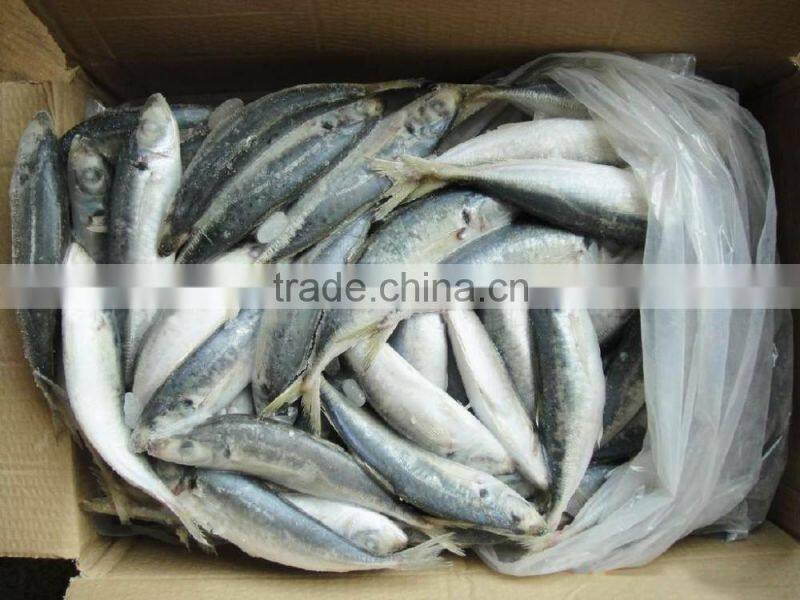 Newly catches frozen round scad fish with good quality for sale