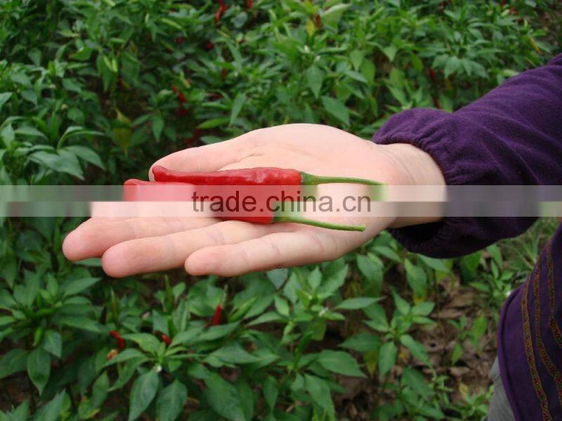 Hot selling in 2016 No Sudan Additive,No Aflatoxin,with High Hotness China Manufacturer Exporter Dried Red Chilli Powder