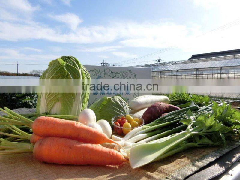 Japan health products easy to take reliable enzyme supplement