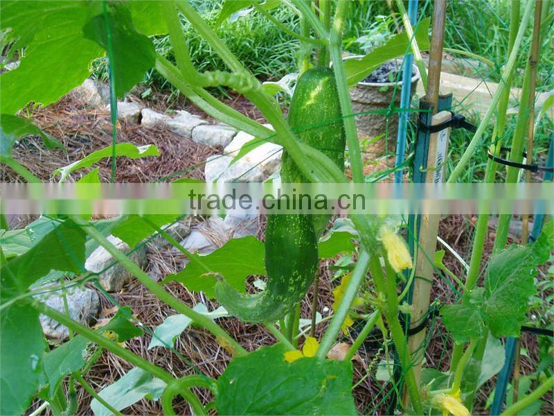 Plant climbing Support Net