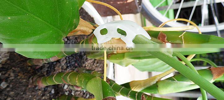 clear tomato grafting plant Clips