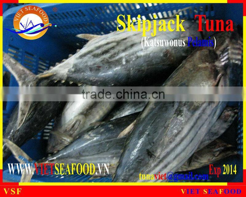W/R FROZEN SKIPJACK TUNA