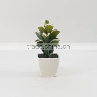Best selling factory direct price tropical plants mini potted cactus