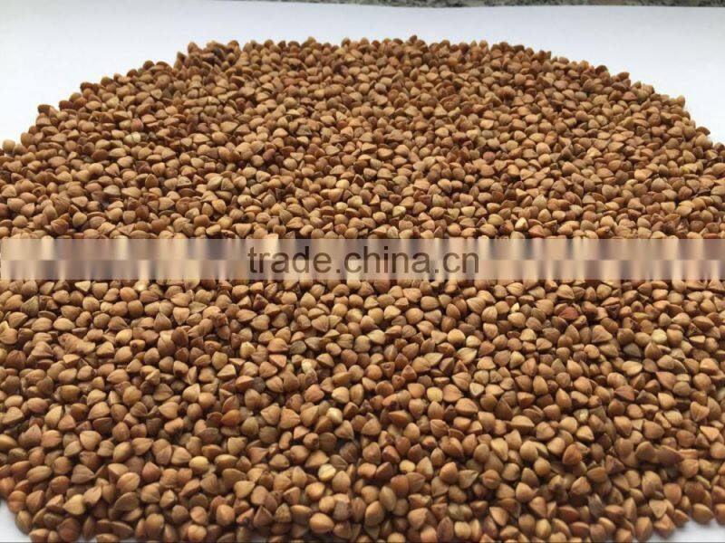 2016- New crop roasted Buckwheat kernel
