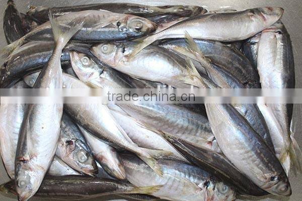 20cm+ Frozen Horse Mackerel (Trachurus trachurus), A Quality